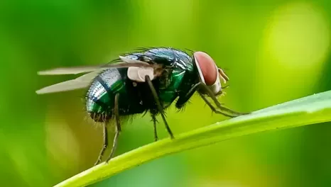 US and Mexico Unite Against New World Screwworm Threat