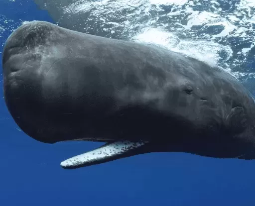 Sperm Whales: Ocean Depths & Dangers