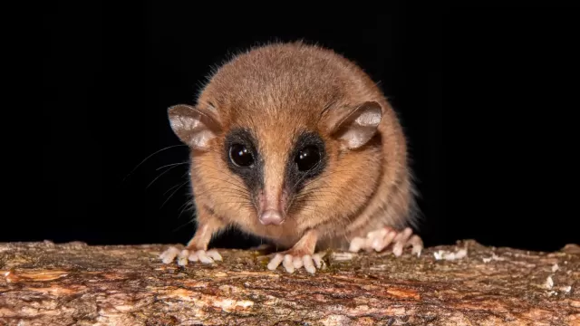 Museum Unveils 70+ New Species Discoveries